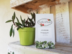 citronnelle_des_indes